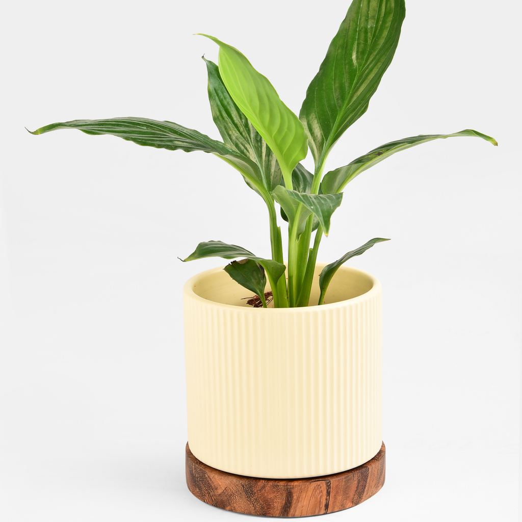 Ceramic Planter with Acacia base