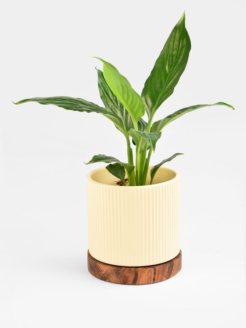 Ceramic Planter with Acacia base
